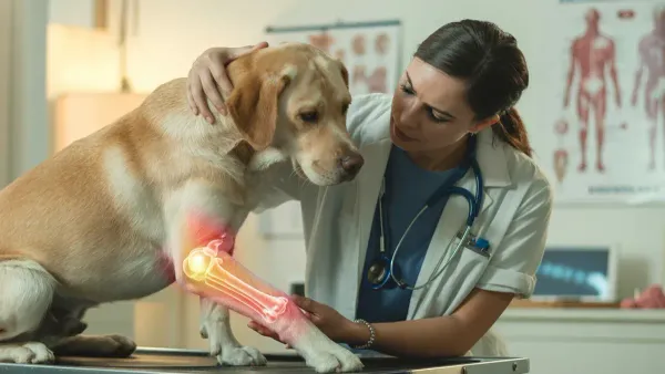 7 Symptome für Gelenkschmerzen bei Hunden: Was kann ich tun?